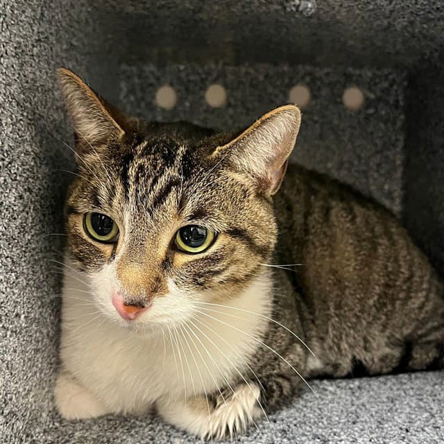 Paisley - Domestic Short Hair