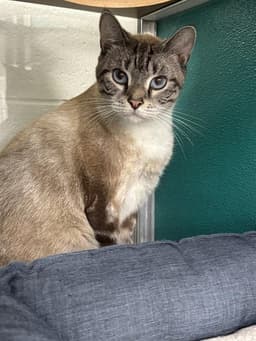 Sampson image 1