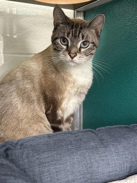 Sampson