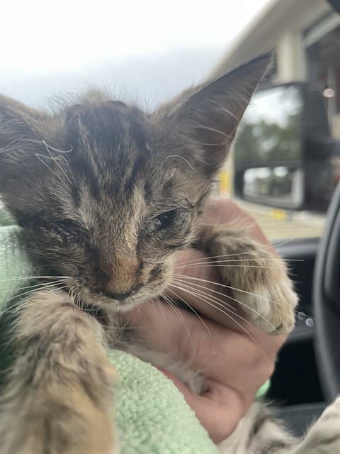 Unknown - Domestic Short Hair