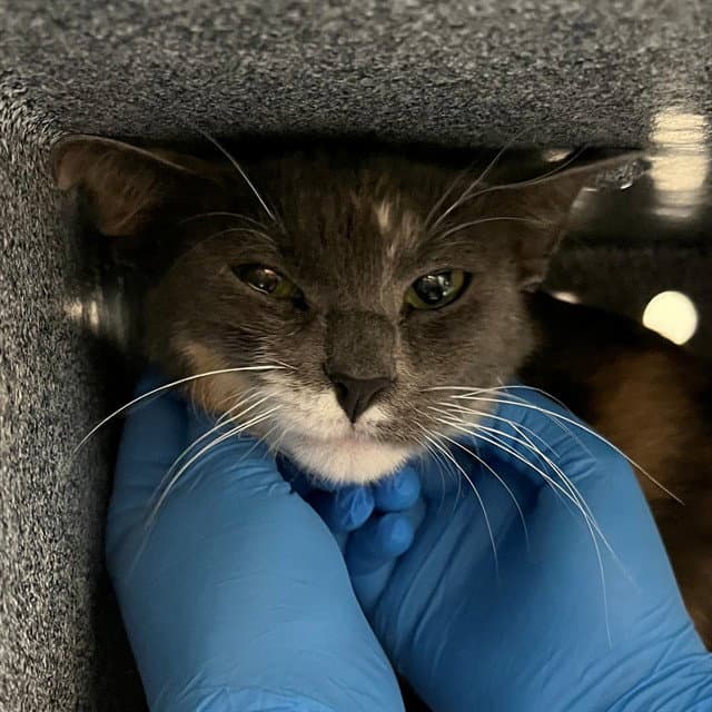 Snoop Mami - Domestic Short Hair