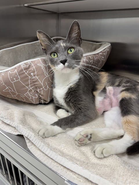 Snoop Mami - Domestic Short Hair