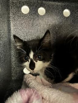 Oreo image 1