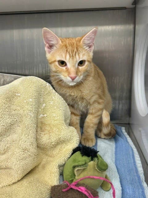 Chester - Domestic Short Hair