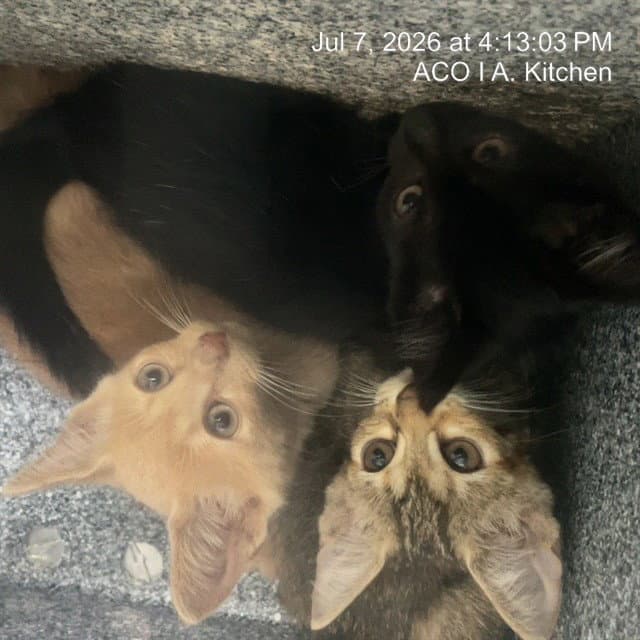 Unknown - Domestic Short Hair