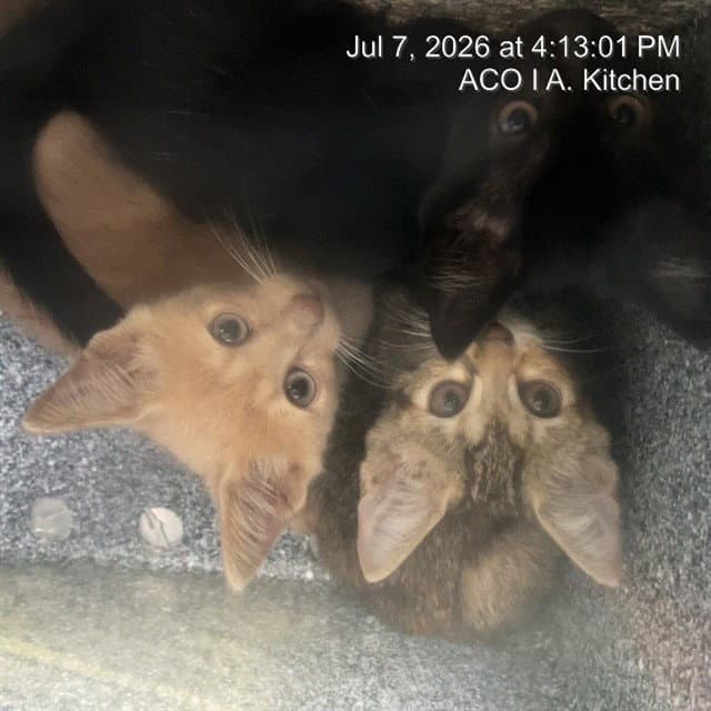 Unknown - Domestic Short Hair