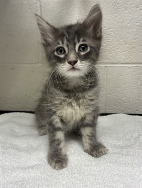 Juno - Domestic Short Hair