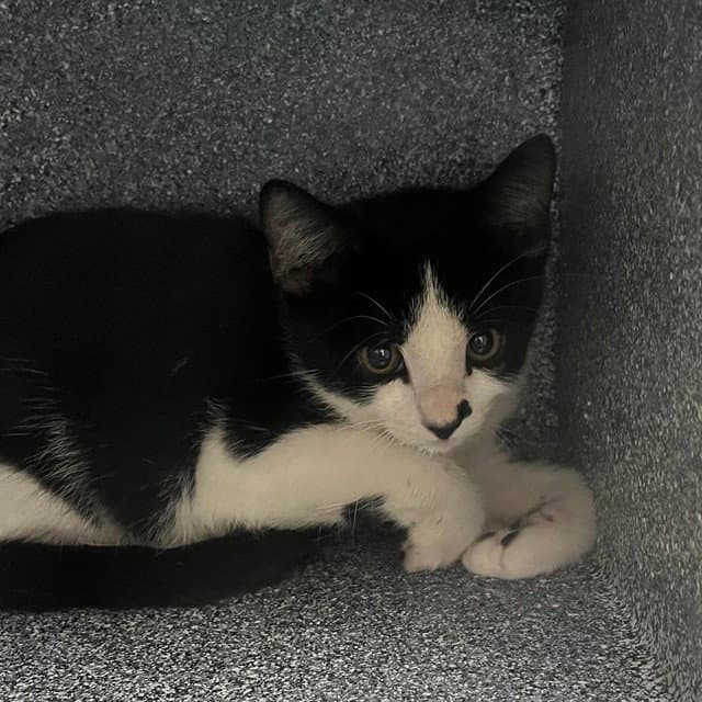 Domino - Domestic Short Hair