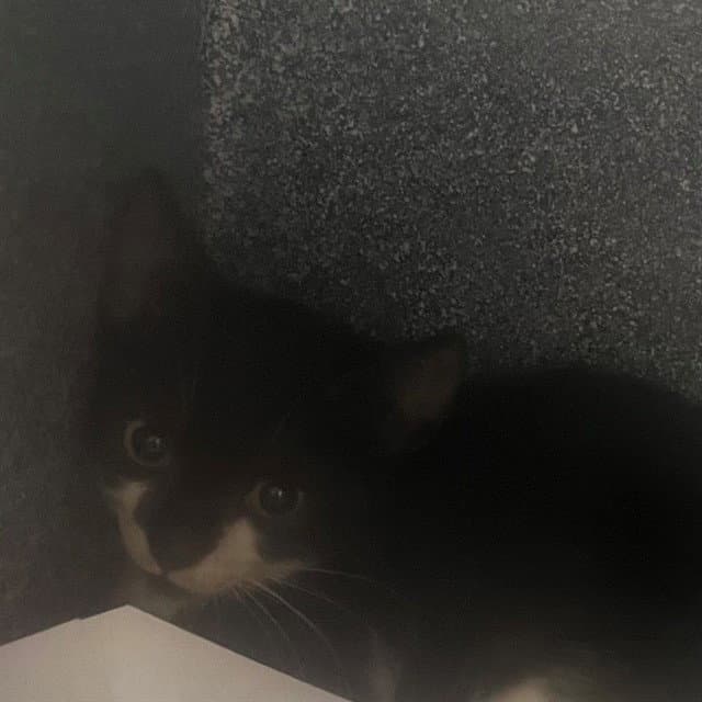 Unknown - Domestic Short Hair