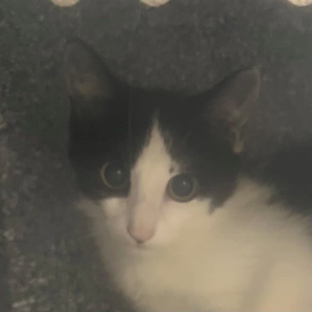 Unknown - Domestic Short Hair