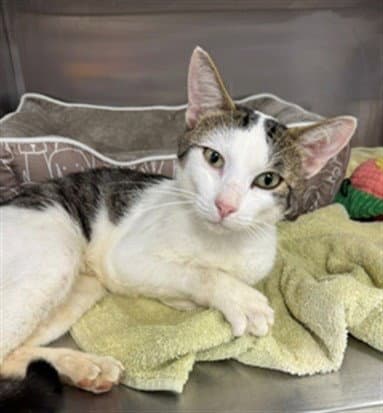 Ollie - Domestic Short Hair
