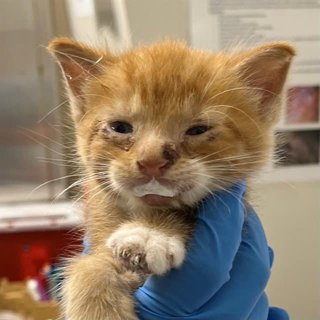 Citrus - Domestic Short Hair