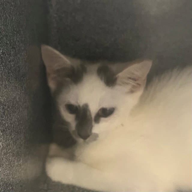 Darius - Domestic Short Hair