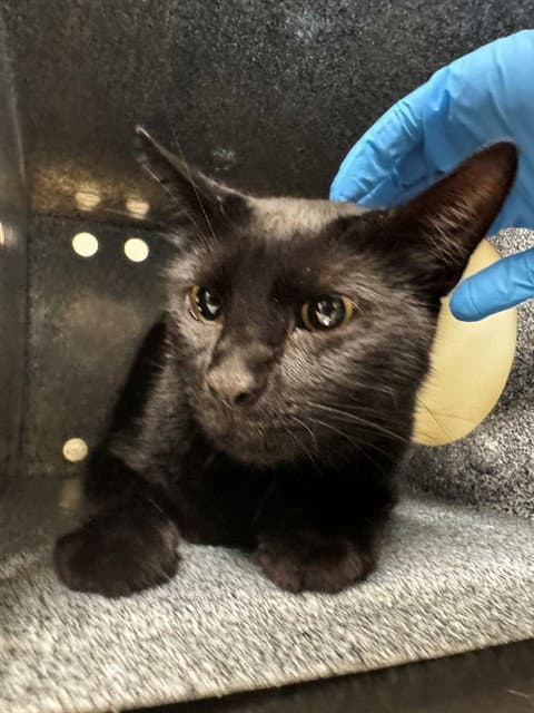Walter - Domestic Short Hair