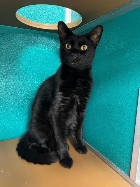 Walter - Domestic Short Hair