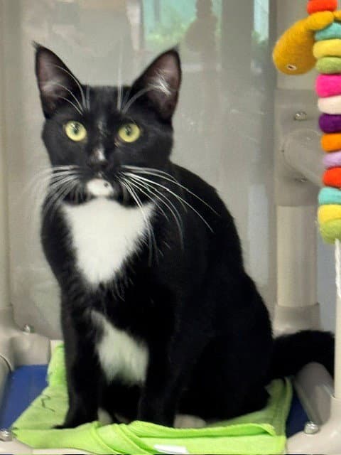 Skylar - Domestic Short Hair