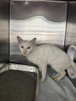 Casper image 1