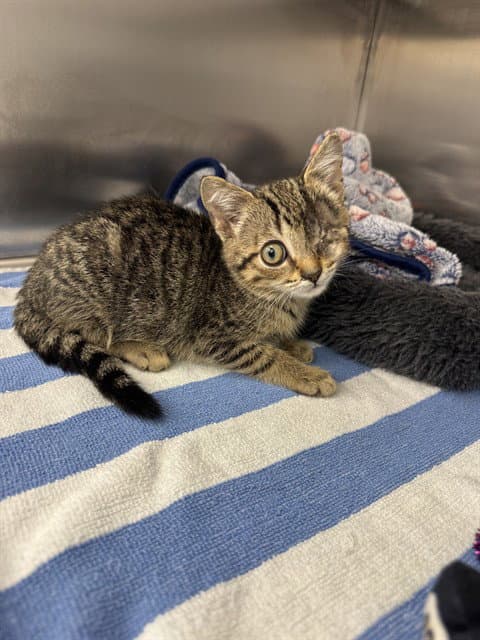 Raisin - Domestic Short Hair
