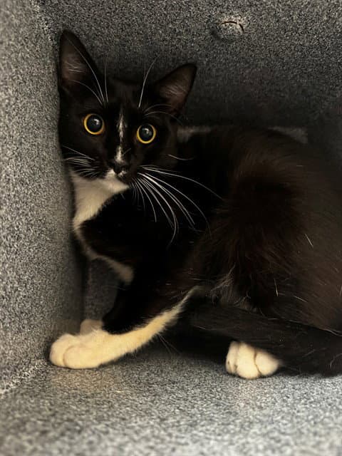 Unknown - Domestic Short Hair