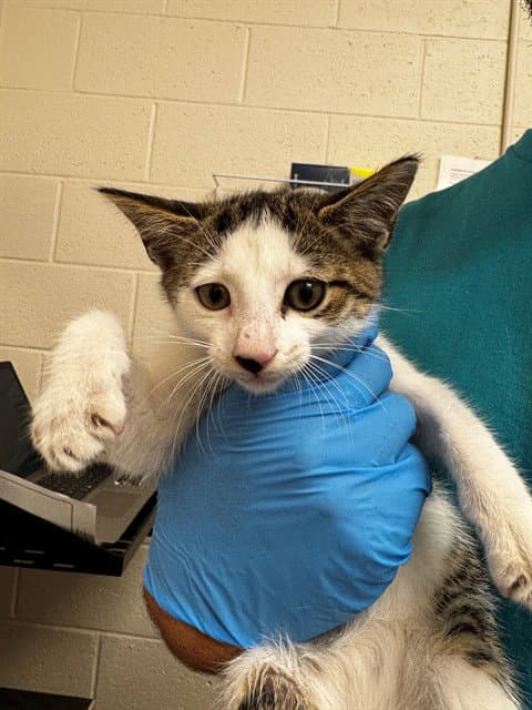 Norman - Domestic Short Hair