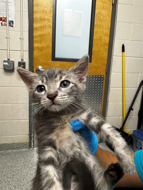 Von Dutch - Domestic Short Hair