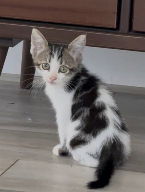 Scottie - Domestic Short Hair