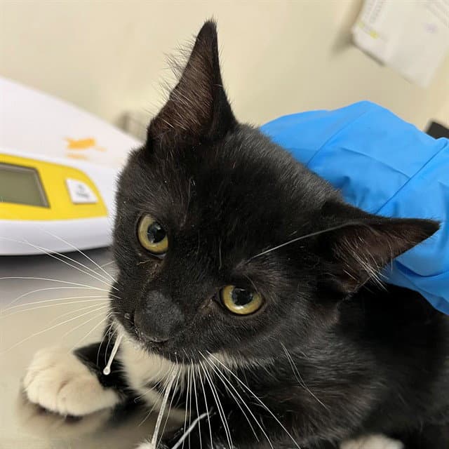 Unknown - Domestic Short Hair