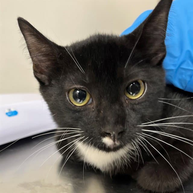 Unknown - Domestic Short Hair