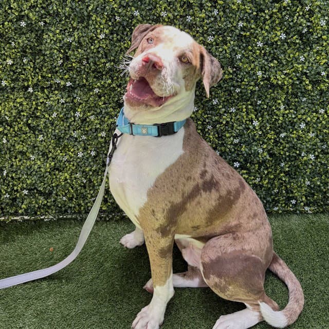 Bryer - Catahoula Leopard Dog