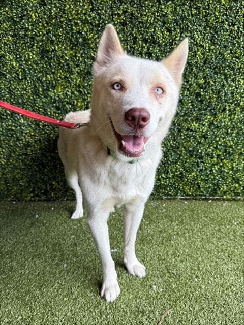 Ghost - Siberian Husky