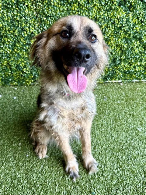 Mattie - German Shepherd Dog