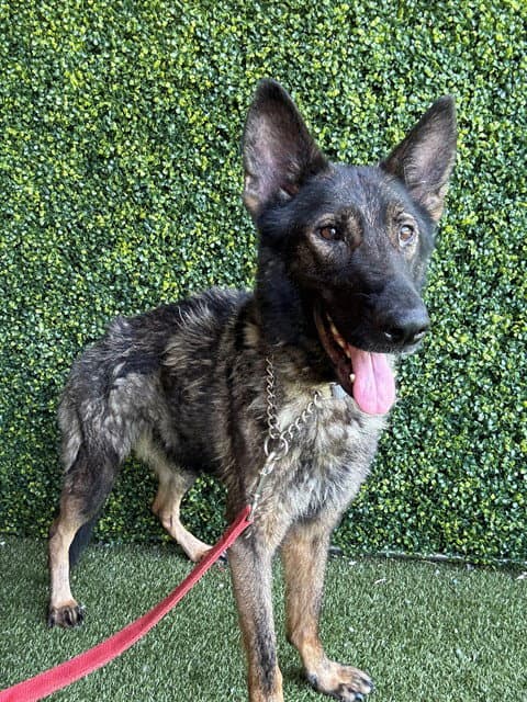 Sicily - German Shepherd Dog