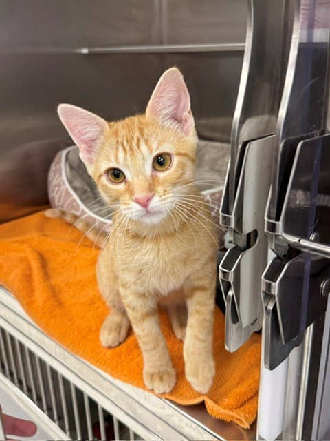Chester - Domestic Short Hair