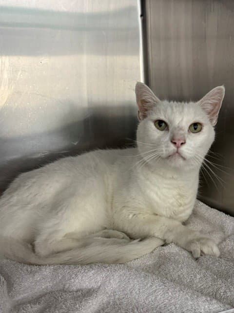 Palmer - Domestic Short Hair