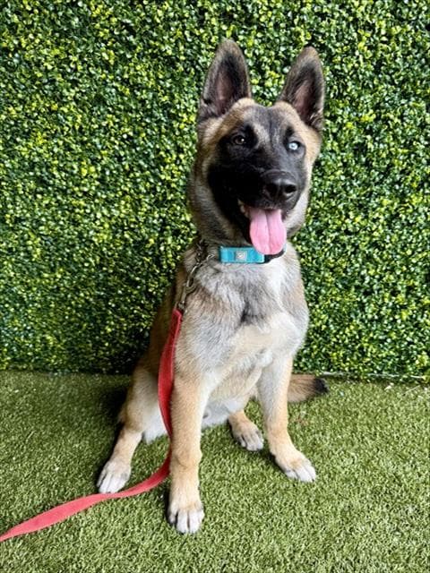 Radar - German Shepherd Dog