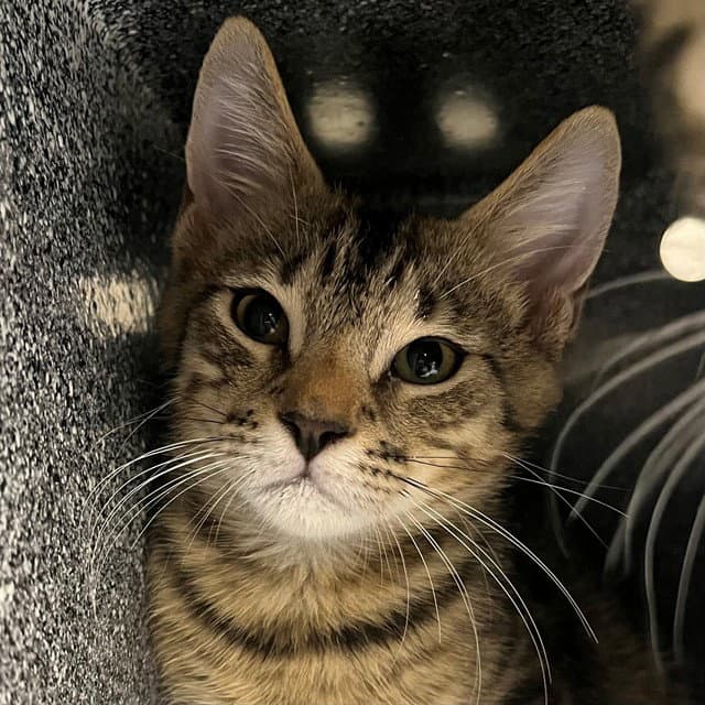 Stitch - Domestic Short Hair