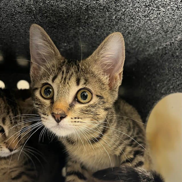 Lilo - Domestic Short Hair