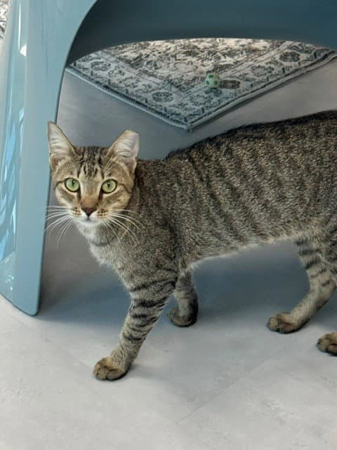 Marco - Domestic Short Hair