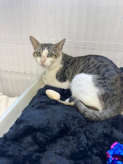 Felix - Domestic Short Hair