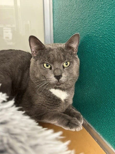 Jacob - Domestic Short Hair