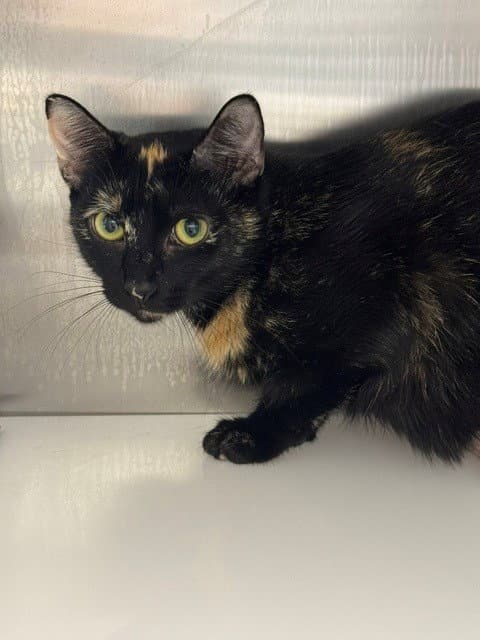 Harper - Domestic Short Hair