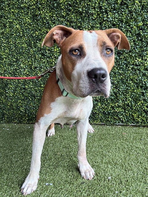 Cheerio - American Bulldog