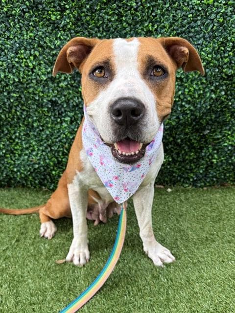 Cheerio - American Bulldog