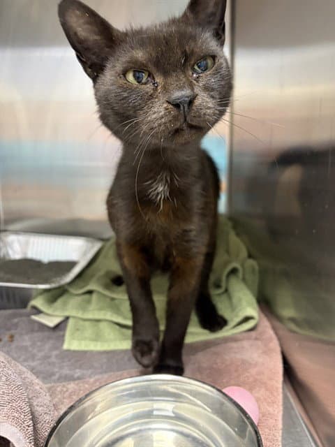 Unknown - Domestic Short Hair