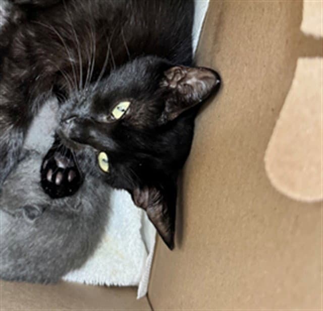 Marsha - Domestic Short Hair