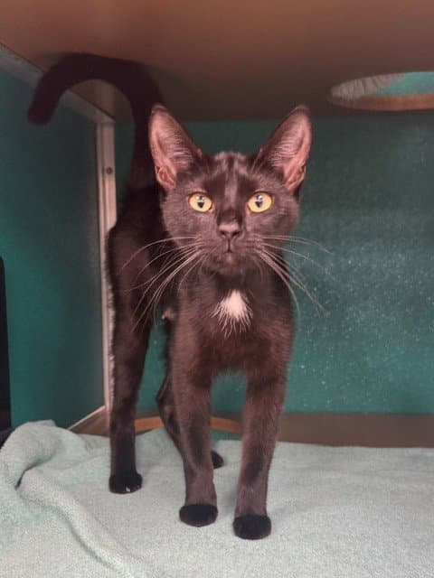 Marsha - Domestic Short Hair