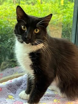 Sylvester image 1
