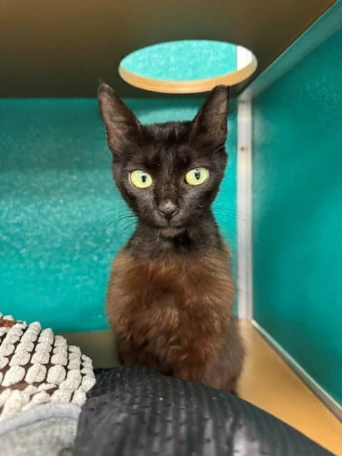 Sammy - Domestic Short Hair