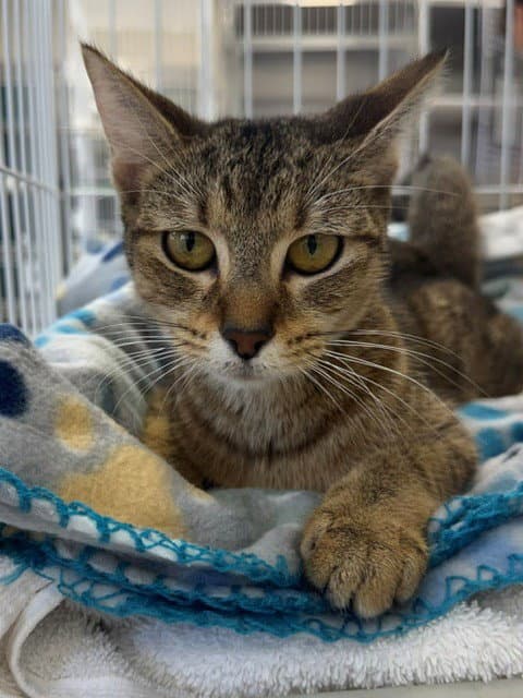 Twix - Domestic Short Hair