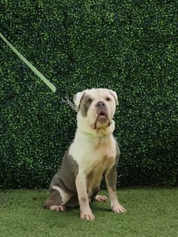 Finn image 1